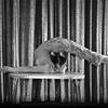 Contortionist 8315