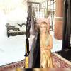 Female Harpist 110538