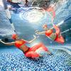 Synchronized Swimmer 9413