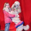 Show with dogs 110243